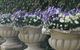 Gardenalia Open Garden And Rare Plant Nursery - thumb 0