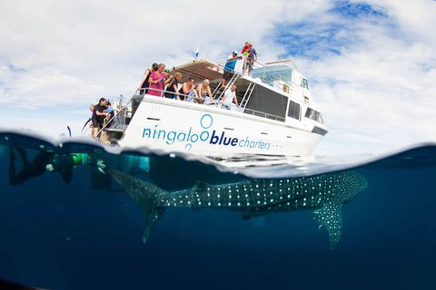 VIP Luxury Chartered Escapes, Exploring The Reef At Your Own Pace - Accommodation Noosa 0