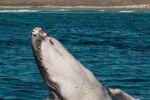VIP Luxury Chartered Escapes, Exploring The Reef At Your Own Pace - Accommodation Noosa 3