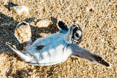 VIP Luxury Chartered Escapes, Exploring The Reef At Your Own Pace - Accommodation Noosa 38
