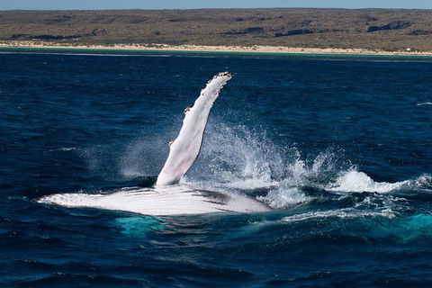 VIP Luxury Chartered Escapes, Exploring The Reef At Your Own Pace - Accommodation Noosa 7