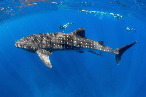 VIP Luxury Chartered Escapes, Exploring The Reef At Your Own Pace - Accommodation Noosa 27