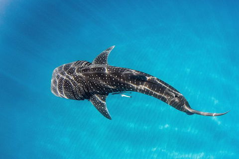VIP Luxury Chartered Escapes, Exploring The Reef At Your Own Pace - Accommodation Noosa 18