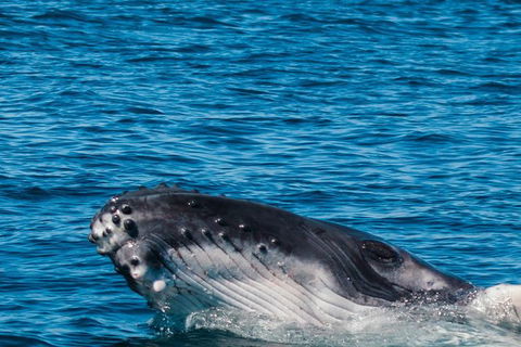 VIP Luxury Chartered Escapes, Exploring The Reef At Your Own Pace - Accommodation Noosa 14