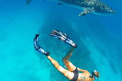 VIP Luxury Chartered Escapes, Exploring The Reef At Your Own Pace - Accommodation Noosa 26