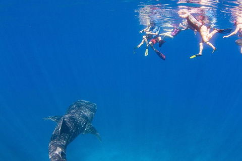 VIP Luxury Chartered Escapes, Exploring The Reef At Your Own Pace - Accommodation Noosa 22