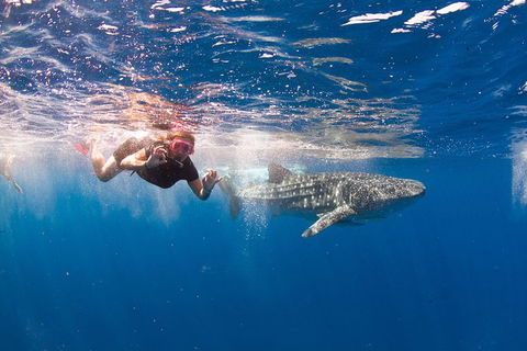 VIP Luxury Chartered Escapes, Exploring The Reef At Your Own Pace - Accommodation Noosa 8