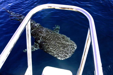 VIP Luxury Chartered Escapes, Exploring The Reef At Your Own Pace - Accommodation Noosa 11