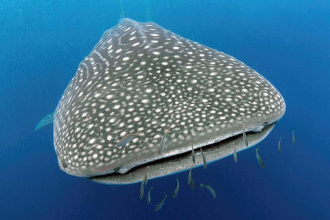 VIP Luxury Chartered Escapes, Exploring The Reef At Your Own Pace - Accommodation Noosa 46