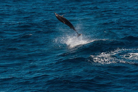 VIP Luxury Chartered Escapes, Exploring The Reef At Your Own Pace - Accommodation Noosa 42