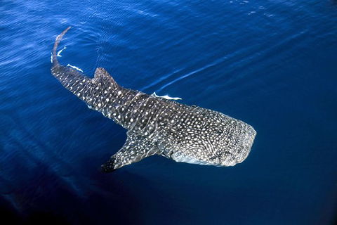 VIP Luxury Chartered Escapes, Exploring The Reef At Your Own Pace - Accommodation Noosa 30