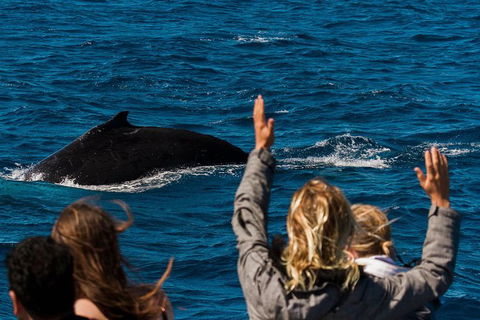 VIP Luxury Chartered Escapes, Exploring The Reef At Your Own Pace - Accommodation Noosa 21