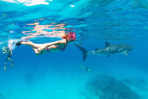 VIP Luxury Chartered Escapes, Exploring The Reef At Your Own Pace - Accommodation Noosa 35