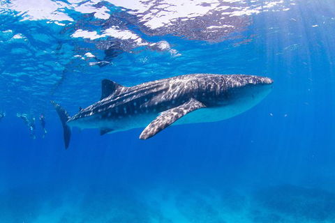 VIP Luxury Chartered Escapes, Exploring The Reef At Your Own Pace - Accommodation Noosa 9