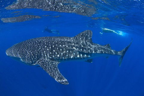 VIP Luxury Chartered Escapes, Exploring The Reef At Your Own Pace - Accommodation Noosa 31