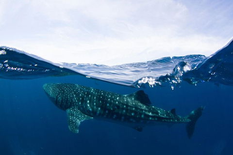 VIP Luxury Chartered Escapes, Exploring The Reef At Your Own Pace - Accommodation Noosa 51