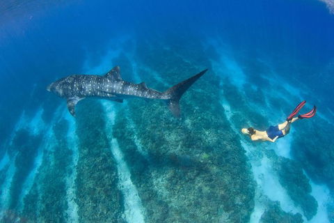 VIP Luxury Chartered Escapes, Exploring The Reef At Your Own Pace - Accommodation Noosa 47