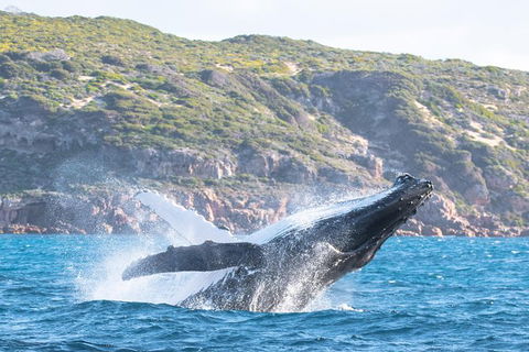 Jet Boat Whale Watching Safari From Dunsborough - Accommodation Noosa 0