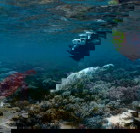 3 Night Ningaloo Reef Snorkel and Dive Getaway from Coral Bay - Accommodation Noosa
