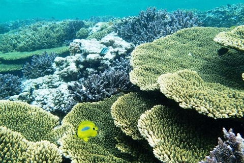 Abrolhos Islands Scenic Flight & Snorkel Adventure From Perth - Accommodation Noosa 3
