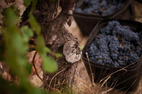 Vasse Felix Winery Tour And Tasting - Accommodation Noosa 4