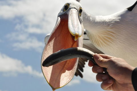 Albany Wildlife And Scenic Cruise - Accommodation Noosa 1