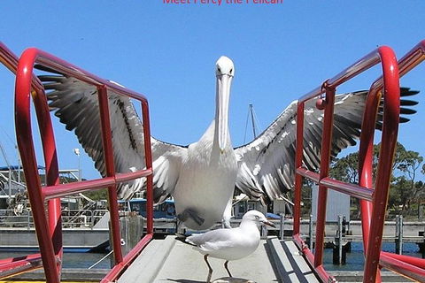 Albany Wildlife And Scenic Cruise - Accommodation Noosa 0