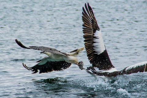 Albany Wildlife And Scenic Cruise - Accommodation Noosa 4