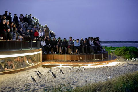 1 Day Private Phillip Island Tour (VIP Charter Up To 9 People) - Accommodation Noosa 0