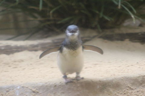 Phillip Island Ultimate Penguin Eco Tour Or Skybox Experience - Accommodation Noosa 3