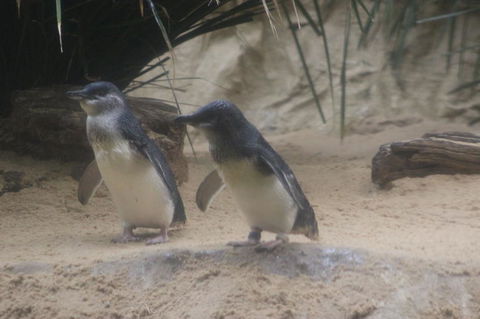 Phillip Island Ultimate Penguin Eco Tour Or Skybox Experience - Accommodation Noosa 2