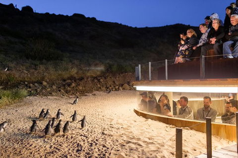 Phillip Island Ultimate Penguin Eco Tour Or Skybox Experience - Accommodation Noosa 1