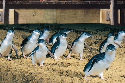 Half Day Phillip Island Penguin Parade PLUS Tour - Accommodation Noosa 0