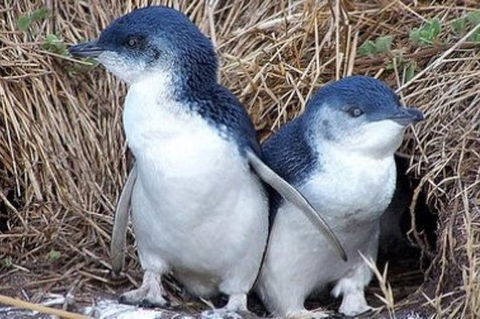 Day Tour Of Phillip Island Nature Parks & Penguins - Accommodation Noosa 0