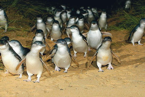 Day Tour Of Phillip Island Nature Parks & Penguins - Accommodation Noosa 6