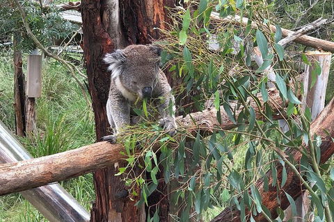 Day Tour Of Phillip Island Nature Parks & Penguins - Accommodation Noosa 3
