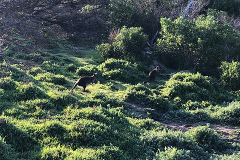 Day Tour Of Phillip Island Nature Parks & Penguins - Accommodation Noosa 8
