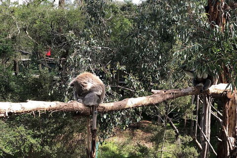 Day Tour Of Phillip Island Nature Parks & Penguins - Accommodation Noosa 4