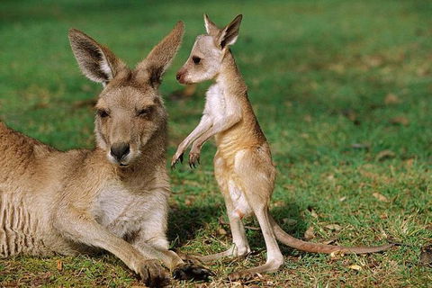 HEALESVILLE SANCTUARY ZOOBUS - MELBOURNE CITY RETURN - Accommodation Noosa 0