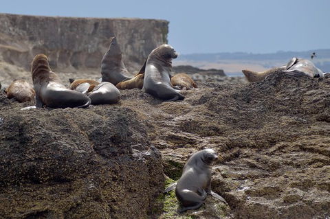 Phillip Island Wildlife Cruise With Optional Penguin Parade And 3 Park Pass - Accommodation Noosa 1