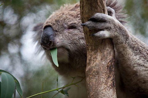 Phillip Island Koala Conservation Centre: Entry Ticket - Accommodation Noosa 0