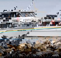 Phillip Island Seal-Watching Cruise - Accommodation Noosa