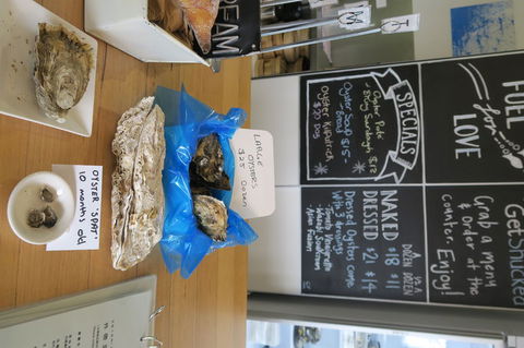 Bruny Island All Inclusive Gourmet Day Trip From Hobart - Accommodation Noosa 12