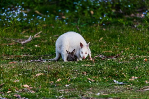 Bruny Island All Inclusive Gourmet Day Trip From Hobart - Accommodation Noosa 26