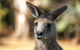 Port Arthur And Tassie Devils Active Day Tour From Hobart - thumb 12