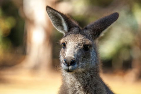 Port Arthur And Tassie Devils Active Day Tour From Hobart - Accommodation Noosa 12