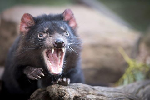 Port Arthur And Tassie Devils Active Day Tour From Hobart - Accommodation Noosa 2