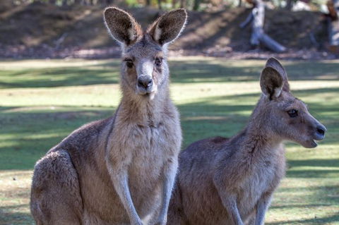 Port Arthur And Tassie Devils Active Day Tour From Hobart - Accommodation Noosa 10
