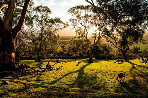 Shore Excursion: Five Of Hobart's Best In One Day - Accommodation Noosa 1