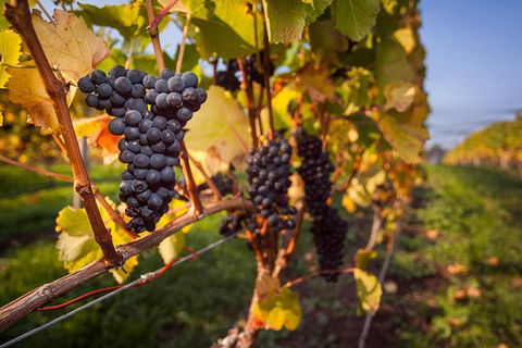 Half Day Tamar Valley Wine Tour - Accommodation Noosa 2